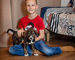 Собаки в Москве: Щенок Мальчик, 1 руб. - фото 3