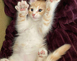 Кошки в Бору: Котята, Бесплатно - фото 4