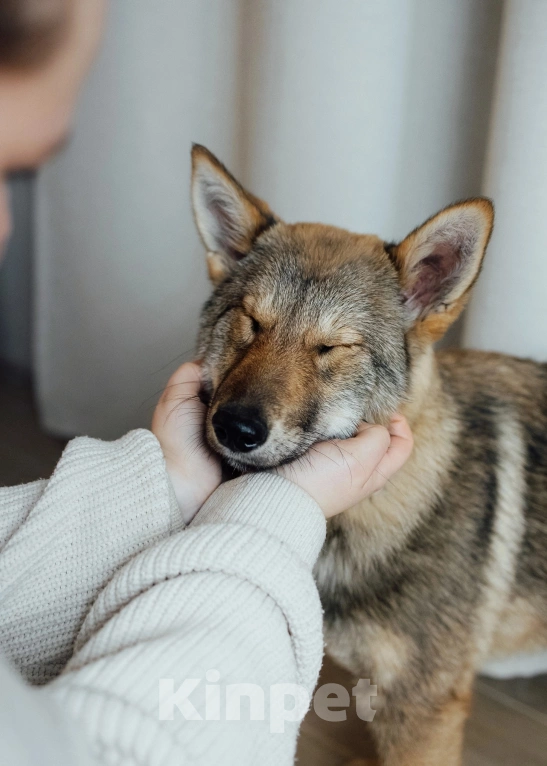 Собаки в Перми: Метис западно сибирской лайки Девочка, Бесплатно - фото 2