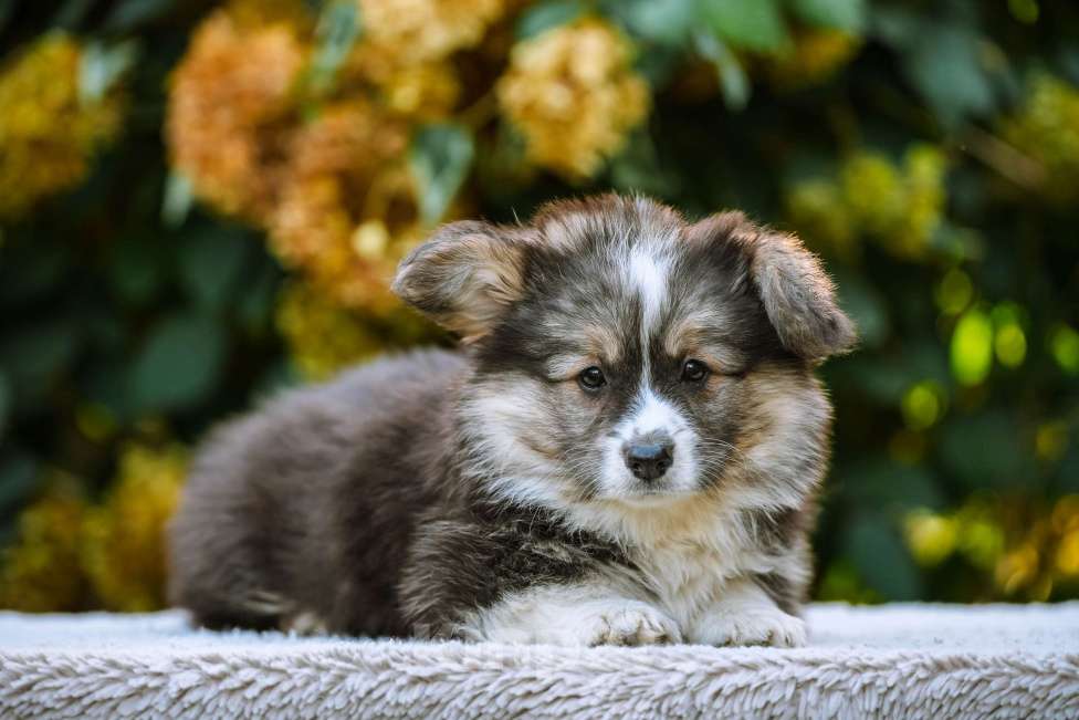 Собаки в Новосибирске: Вельш Корги Пемброк Джеймс Пи Салливан (Флаффи) Мальчик, 55 000 руб. - фото 3