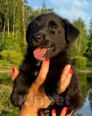 Собаки в Москве: Щенок Джулия (вырастет маленькой) в дар Девочка, Бесплатно - фото 1