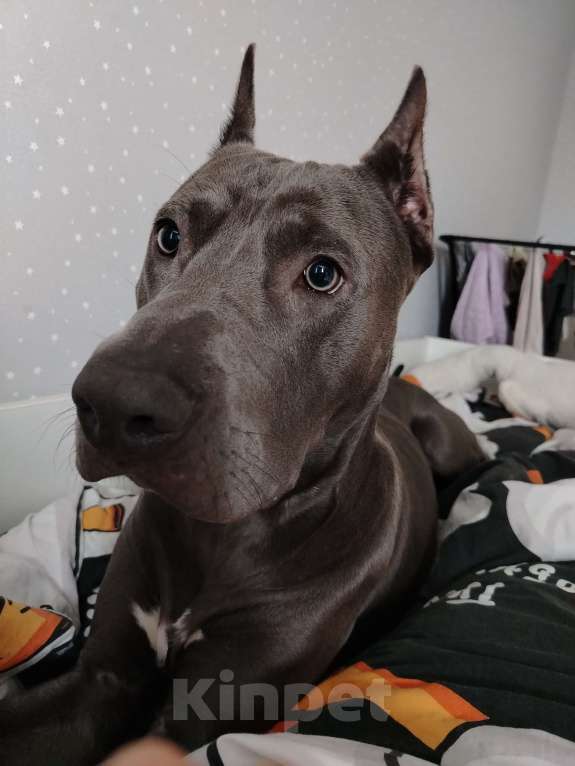 Собаки в Санкт-Петербурге: В добрые руки чудесного мальчика Мальчик, Бесплатно - фото 8