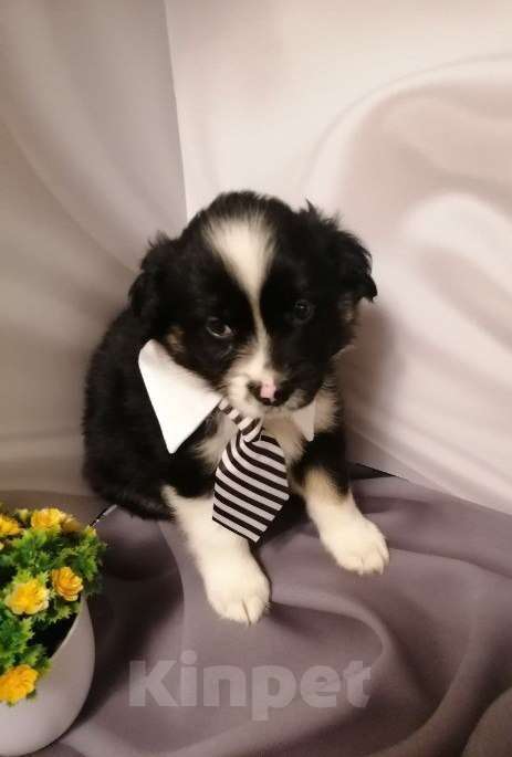 Собаки в Москве: Щенок Мальчик, Бесплатно - фото 1