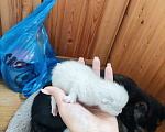 Кошки в Саранске: Котята в добрые руки, разного цвета. Мальчики и девочки.  Мальчик, Бесплатно - фото 3