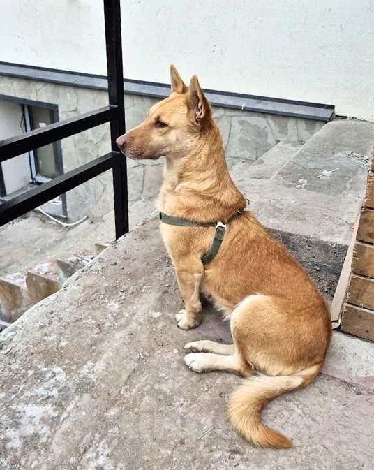 Собаки в Санкт-Петербурге: Умная и ласковая собака, метис корги, 1 год Девочка, Бесплатно - фото 4