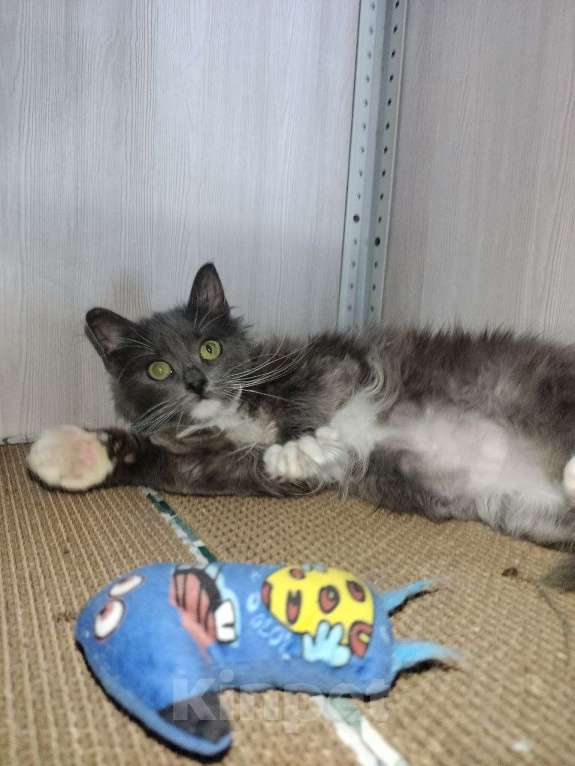 Кошки в Москве: Котенок Кейт в добрые руки Девочка, Бесплатно - фото 2