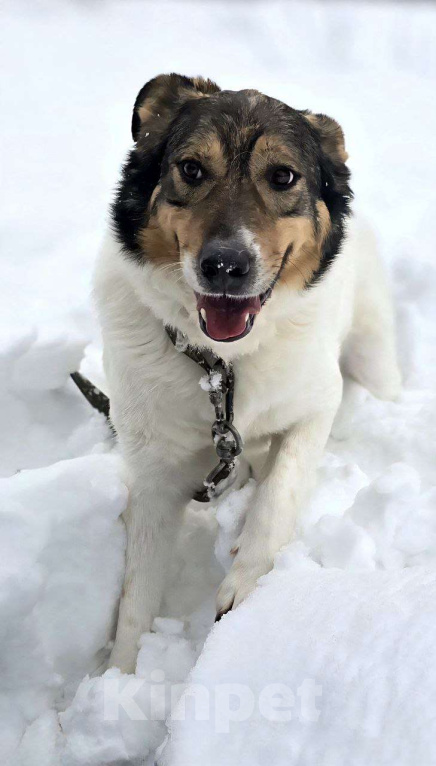 Собаки в Королеве: Жерар – пёс тонкой душевной организации. Мальчик, Бесплатно - фото 8