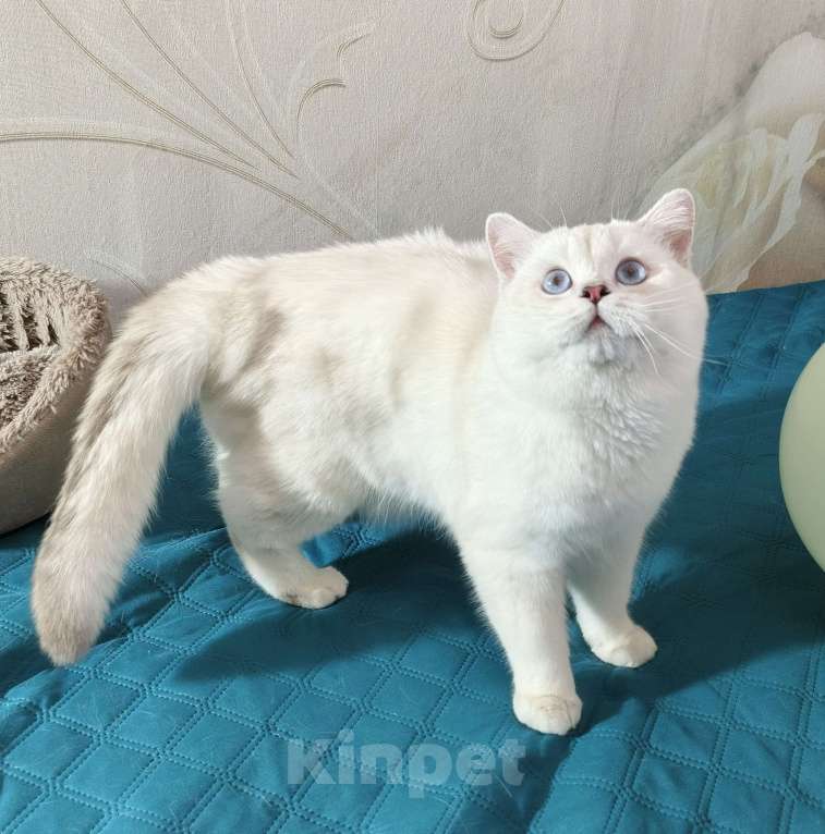 Кошки в Киселевске: Шотландский прямоухий мальчик Мальчик, 75 000 руб. - фото 2