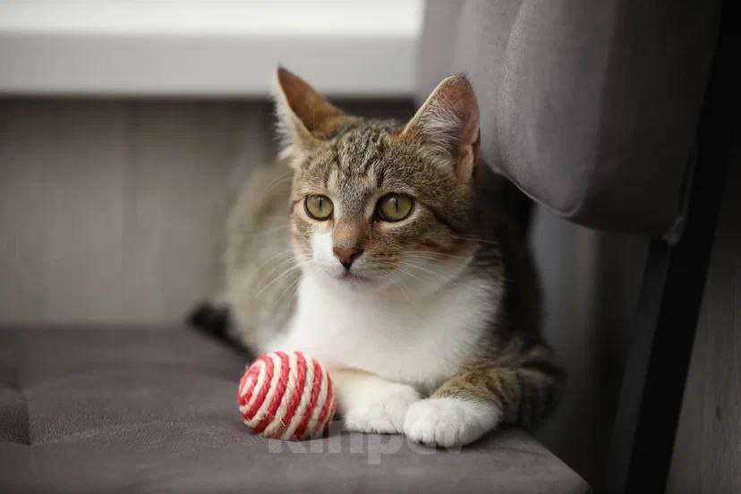 Кошки в Москве: котенок Максик ещет дом Мальчик, Бесплатно - фото 5