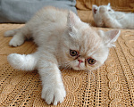 Кошки в Ростове-на-Дону: Котята короткошерстных персидских экзотов Мальчик, 20 000 руб. - фото 3