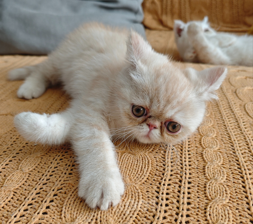 Кошки в Ростове-на-Дону: Котята короткошерстных персидских экзотов Мальчик, 20 000 руб. - фото 3