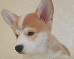Собаки в Можайске: Вельш-корги пемброк Миднайт Раннэрлавэр Мальчик, 70 000 руб. - фото 2