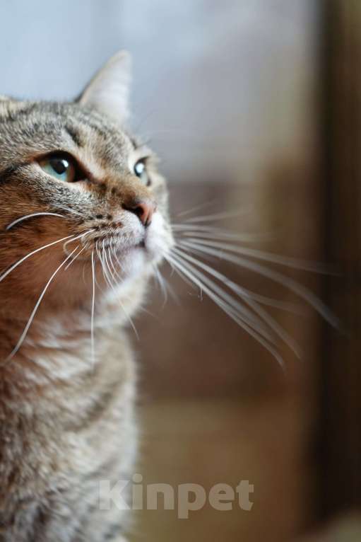 Кошки в Москве: котик Василек срочно ищет дом Мальчик, Бесплатно - фото 8