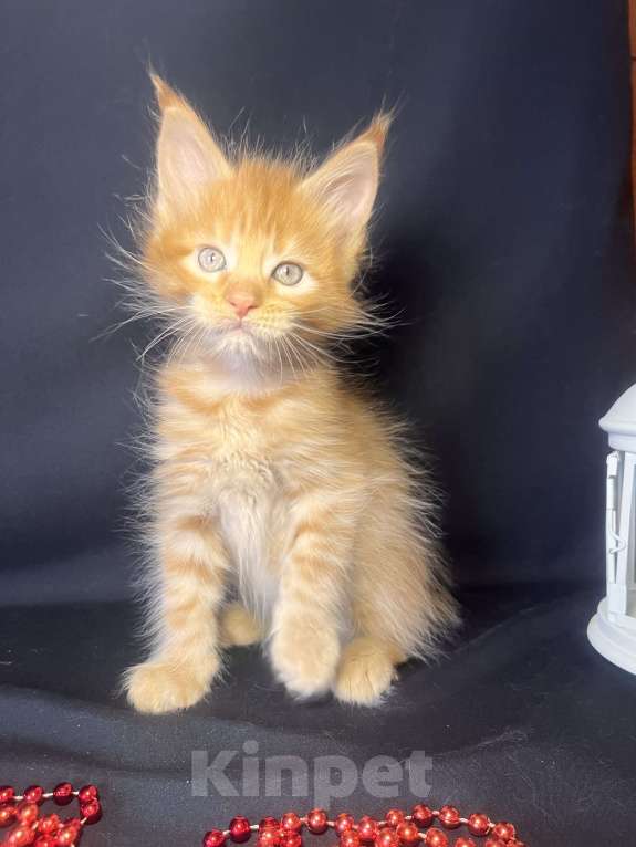 Кошки в Ярославле: Кот Мальчик, 60 000 руб. - фото 1