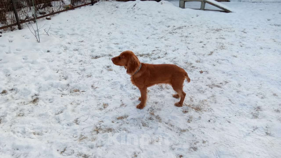 Собаки в других городах Московской области: Щенок русского спаниеля, 5 месяцев, привит, обучен Мальчик, 60 000 руб. - фото 4