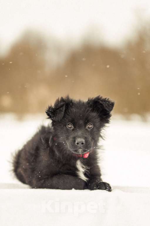Собаки в других городах Московской области: Щенок в добрые руки Девочка, Бесплатно - фото 2