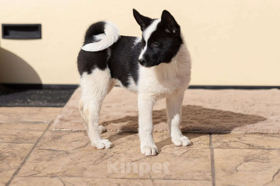 Собаки в других городах Московской области: Щенки охотничьей лайки Разнополые, 1 руб. - фото 1