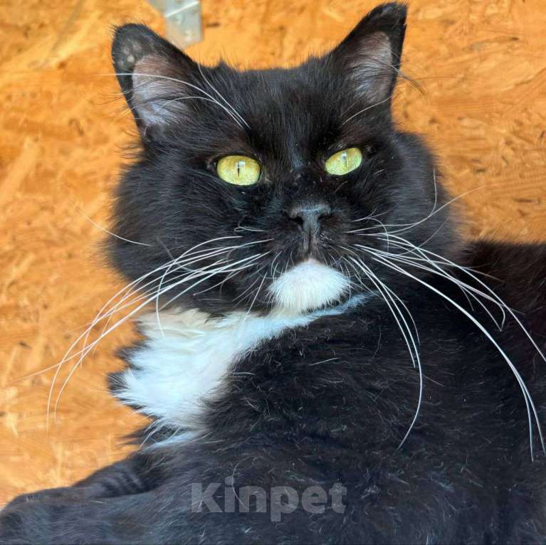 Кошки в Москве: Метис мейн-куна по имени Кефир ищет свою семью! Мальчик, Бесплатно - фото 3