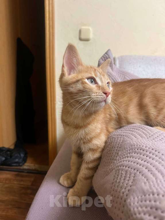 Кошки в Москве: Ищет семью солнечный рыжик с любопытными глазками! Мальчик, Бесплатно - фото 3