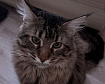 Кошки в Санкт-Петербурге: Котёнок Мейн-кун Мальчик, Бесплатно - фото 5