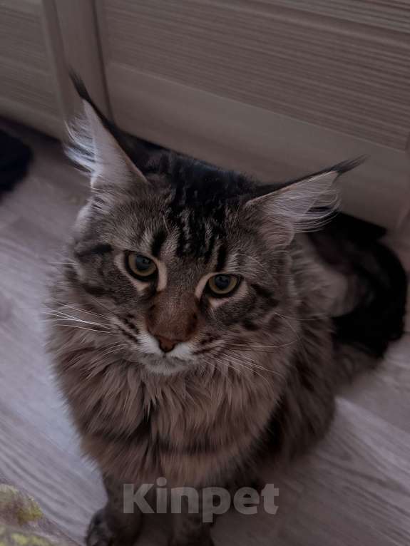 Кошки в Санкт-Петербурге: Котёнок Мейн-кун Мальчик, Бесплатно - фото 5