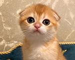 Кошки в Москве: Шотландский мальчик Мальчик, 50 000 руб. - фото 1