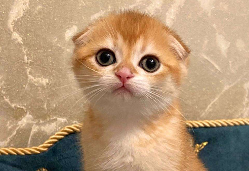 Шотландский мальчик