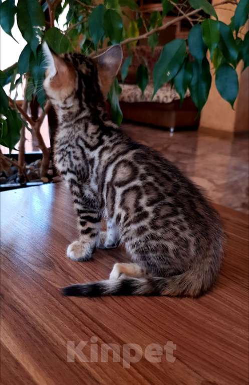 Кошки в Симферополе: Бенгальская девочка  Девочка, 55 000 руб. - фото 3