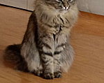 Кошки в Красноярске: Красивый котик Мальчик, 1 руб. - фото 4