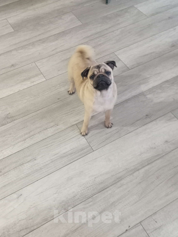 Собаки в Белгороде: Мопс девочка, РКФ Девочка, 35 000 руб. - фото 5