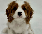 Собаки в Москве: Кавалер кинг-чарльз-спаниель, щенок Мальчик, 100 000 руб. - фото 4