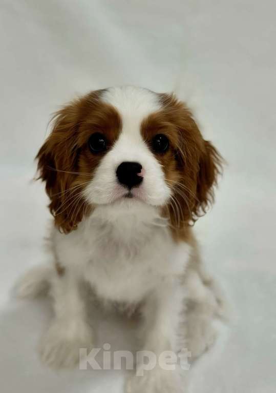 Собаки в Москве: Кавалер кинг-чарльз-спаниель, щенок Мальчик, 100 000 руб. - фото 4