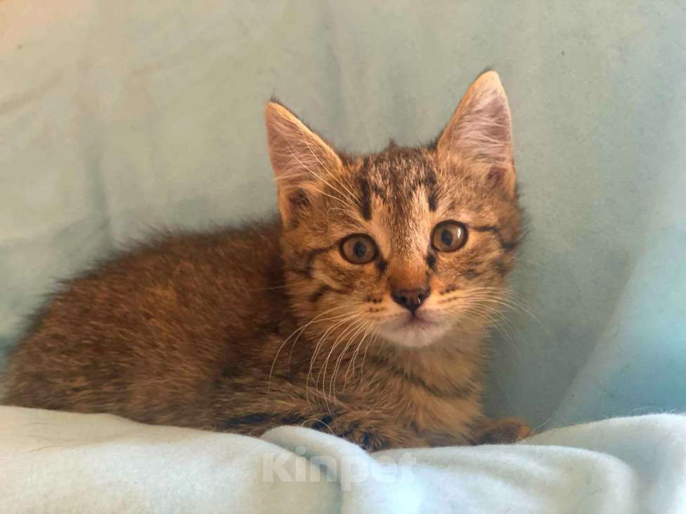 Кошки в Москве: Черные и серые котята в добрые руки Мальчик, 1 руб. - фото 2