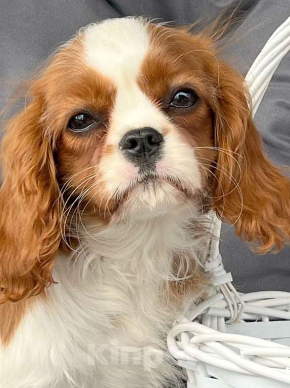 Собаки в Санкт-Петербурге: БЕСТ ИЛРЕАН ЛУКЕРЬЯ Девочка, 160 000 руб. - фото 7