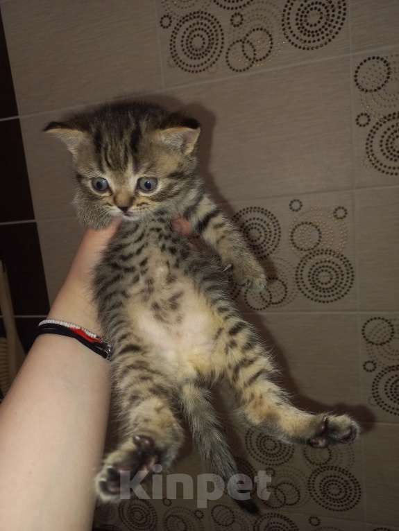 Кошки в Улане-Удэ: Британские котята в добрые руки Мальчик, 3 000 руб. - фото 3