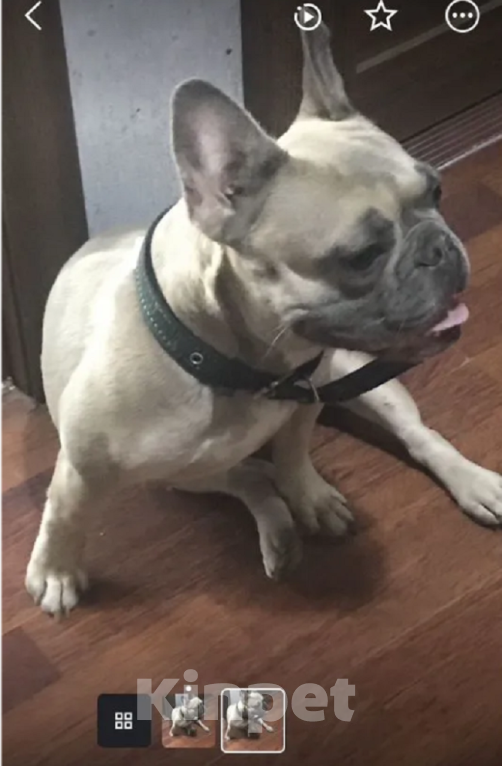 Собаки в Тольятти: В добрые руки Девочка, Бесплатно - фото 1