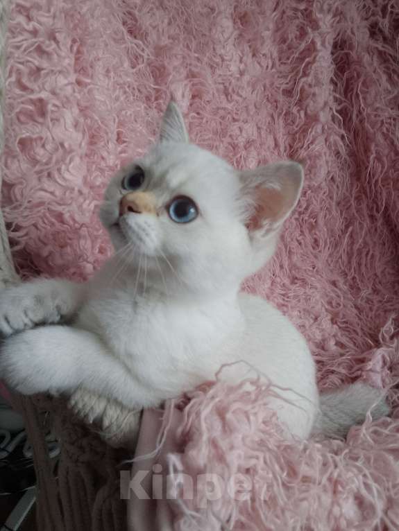 Кошки в Арзамасе: Шотландская девочка шиншилла колор поинт  Девочка, 15 000 руб. - фото 7