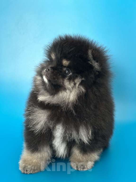 Собаки в Санкт-Петербурге: Шикарный мальчик Мальчик, 30 000 руб. - фото 3