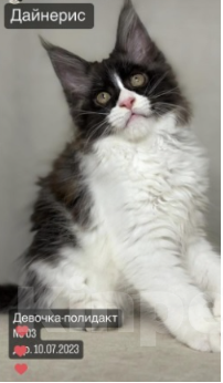 Кошки в Туапсе: Котята мейн-кун из питомника Девочка, Бесплатно - фото 1