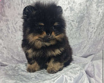 Собаки в Звенигороде: Мальчик Померанского шпица Мальчик, 65 руб. - фото 4