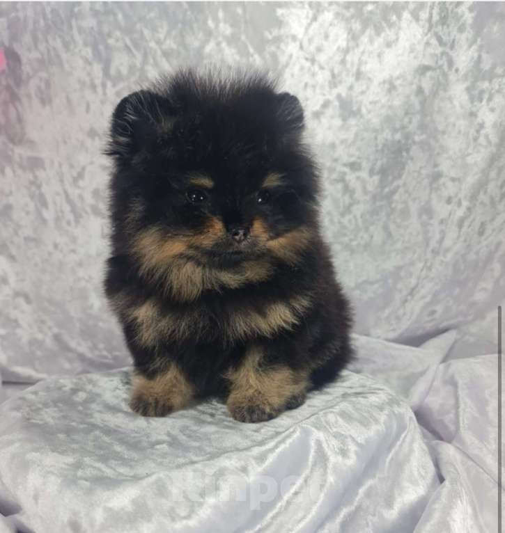 Собаки в Звенигороде: Мальчик Померанского шпица Мальчик, 65 руб. - фото 4