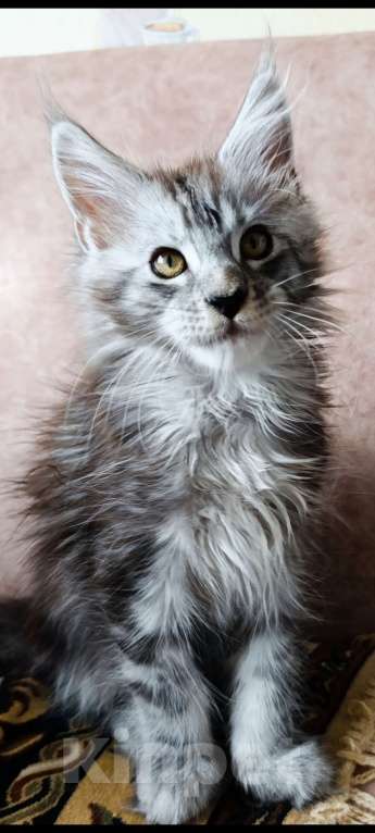 Кошки в Санкт-Петербурге: Серебристый Мальчик Мальчик, 80 000 руб. - фото 1