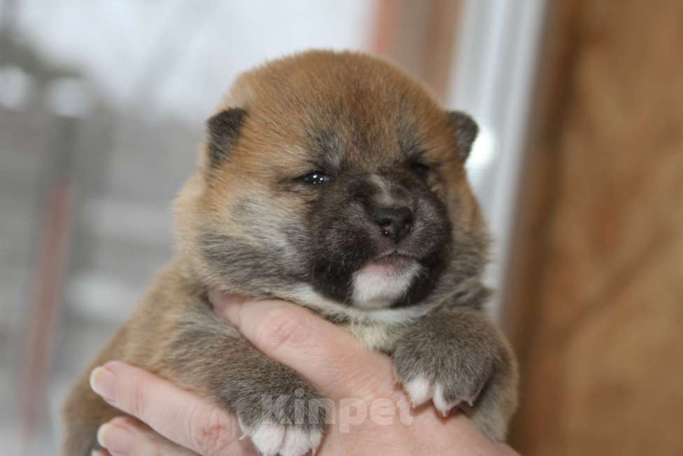 Собаки в Самаре: сиба Девочка, 45 000 руб. - фото 1