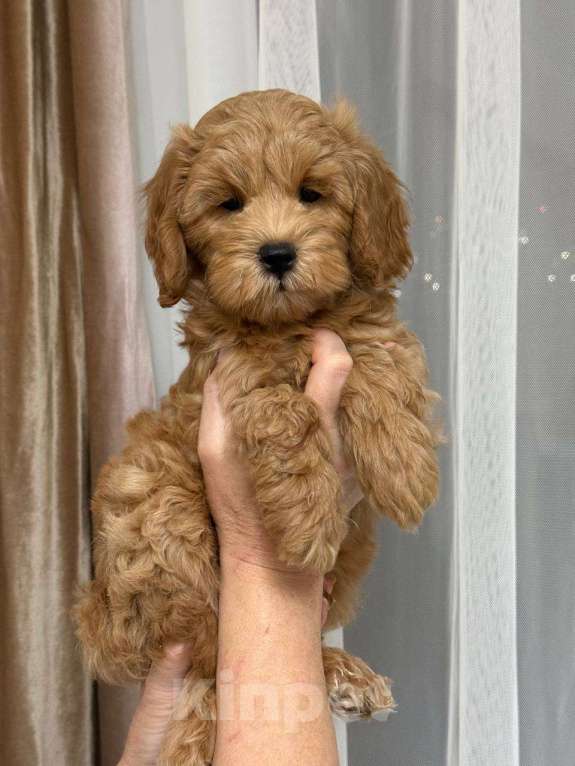 Собаки в Москве: Щенок мальтипу Мальчик, 60 000 руб. - фото 5