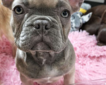 Собаки в других городах Московской области: Французский бульдог Девочка, 85 000 руб. - фото 4