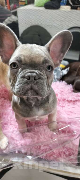 Собаки в других городах Московской области: Французский бульдог Девочка, 85 000 руб. - фото 4