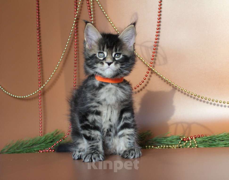 Кошки в Екатеринбурге: Котёнок мейн-кун Сириус Мальчик Мальчик, 45 000 руб. - фото 5