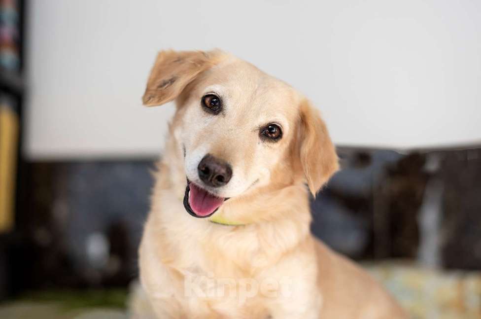 Собаки в Москве: Рыжий коротколапый маленький пёсик Лойд в добрые руки Мальчик, 1 руб. - фото 4