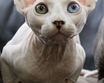Кошки в Москве: Канадский сфинкс котенок Мальчик, 40 000 руб. - фото 1
