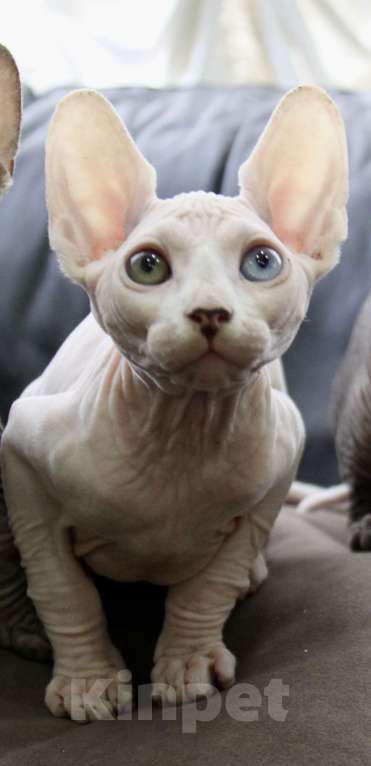 Кошки в Москве: Канадский сфинкс котенок Мальчик, 40 000 руб. - фото 1